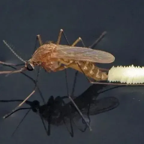 thumbnail for publication: Huracanes y mosquitos